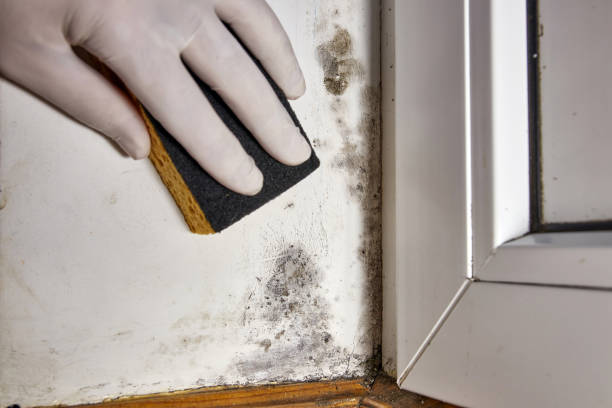 Best Mold Documentation for Insurance Claims  in , IA